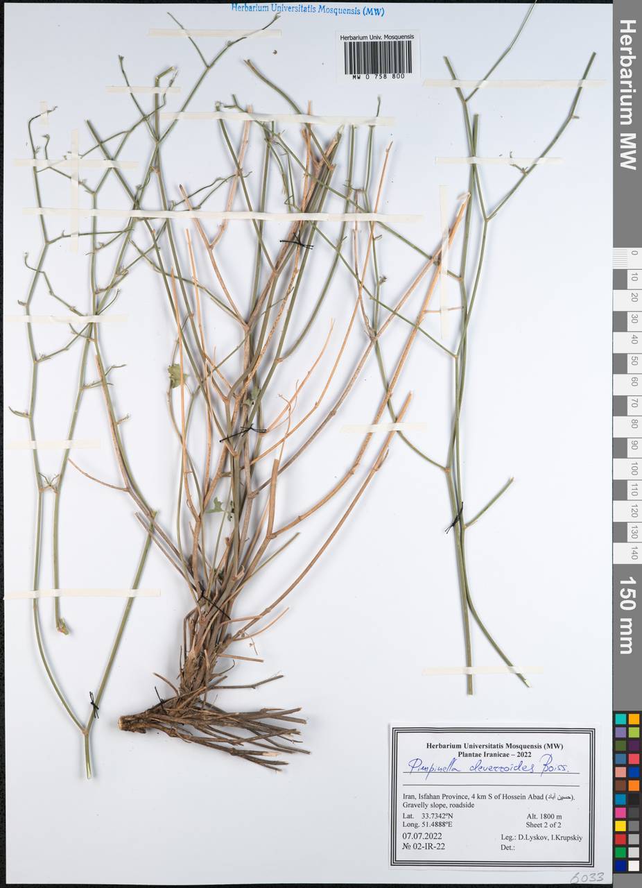 Бедренец деверровидный (Boiss.) Boiss., Зарубежная Азия (ASIA) (Иран)
