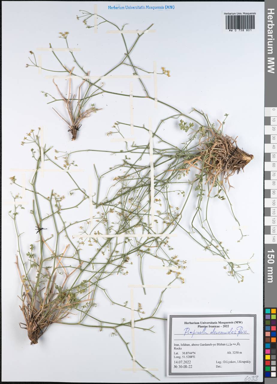 Бедренец деверровидный (Boiss.) Boiss., Зарубежная Азия (ASIA) (Иран)