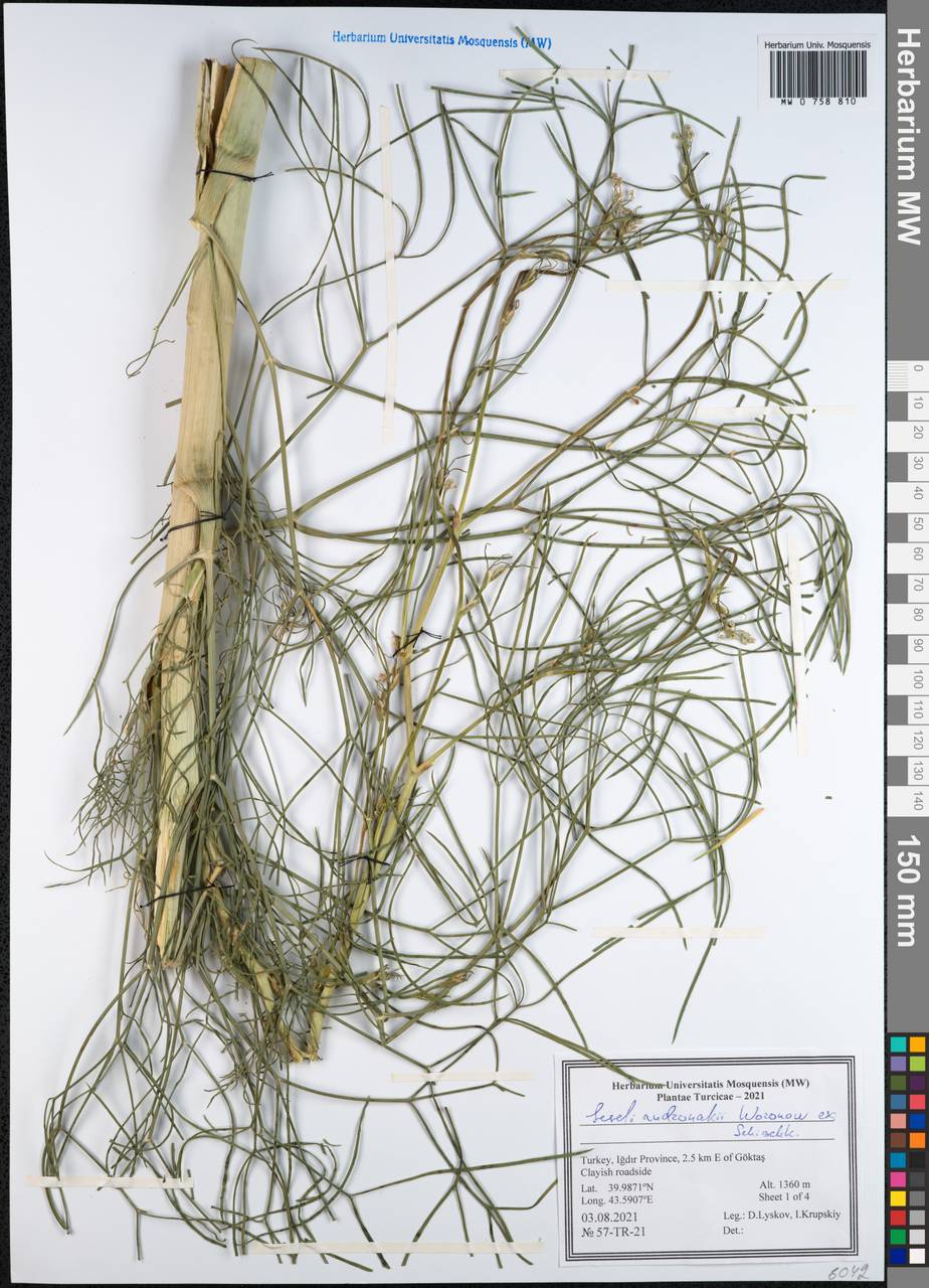 Seseli andronakii Woronow, Зарубежная Азия (ASIA) (Турция)