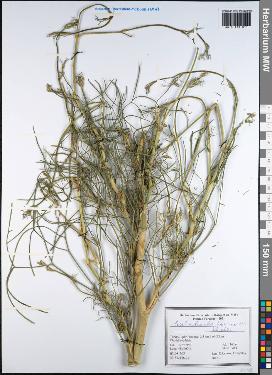 Seseli andronakii Woronow, Зарубежная Азия (ASIA) (Турция)