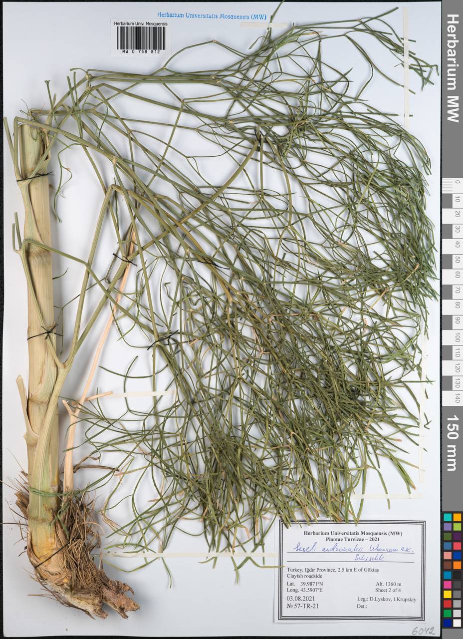 Seseli andronakii Woronow, Зарубежная Азия (ASIA) (Турция)