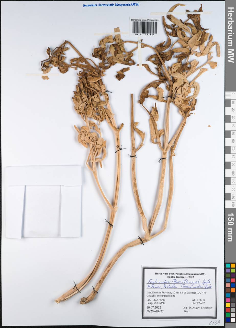 Ferula aucheri (Boiss.) Piwczyñski, Spalik, M.Panahi & Puchałka, Зарубежная Азия (ASIA) (Иран)