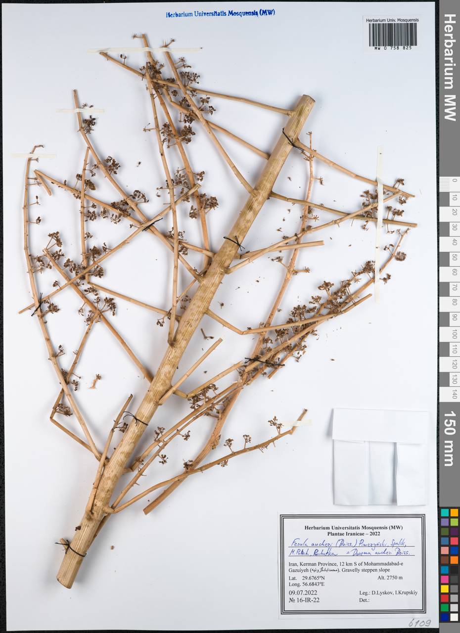 Ferula aucheri (Boiss.) Piwczyñski, Spalik, M. Panahi & Puchalka, Зарубежная Азия (ASIA) (Иран)