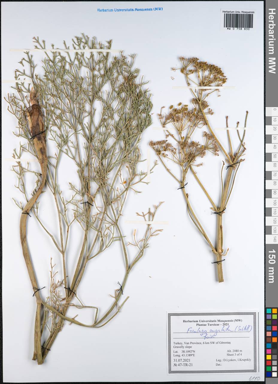 Ferulago angulata (Schltdl.) Boiss., Зарубежная Азия (ASIA) (Турция)