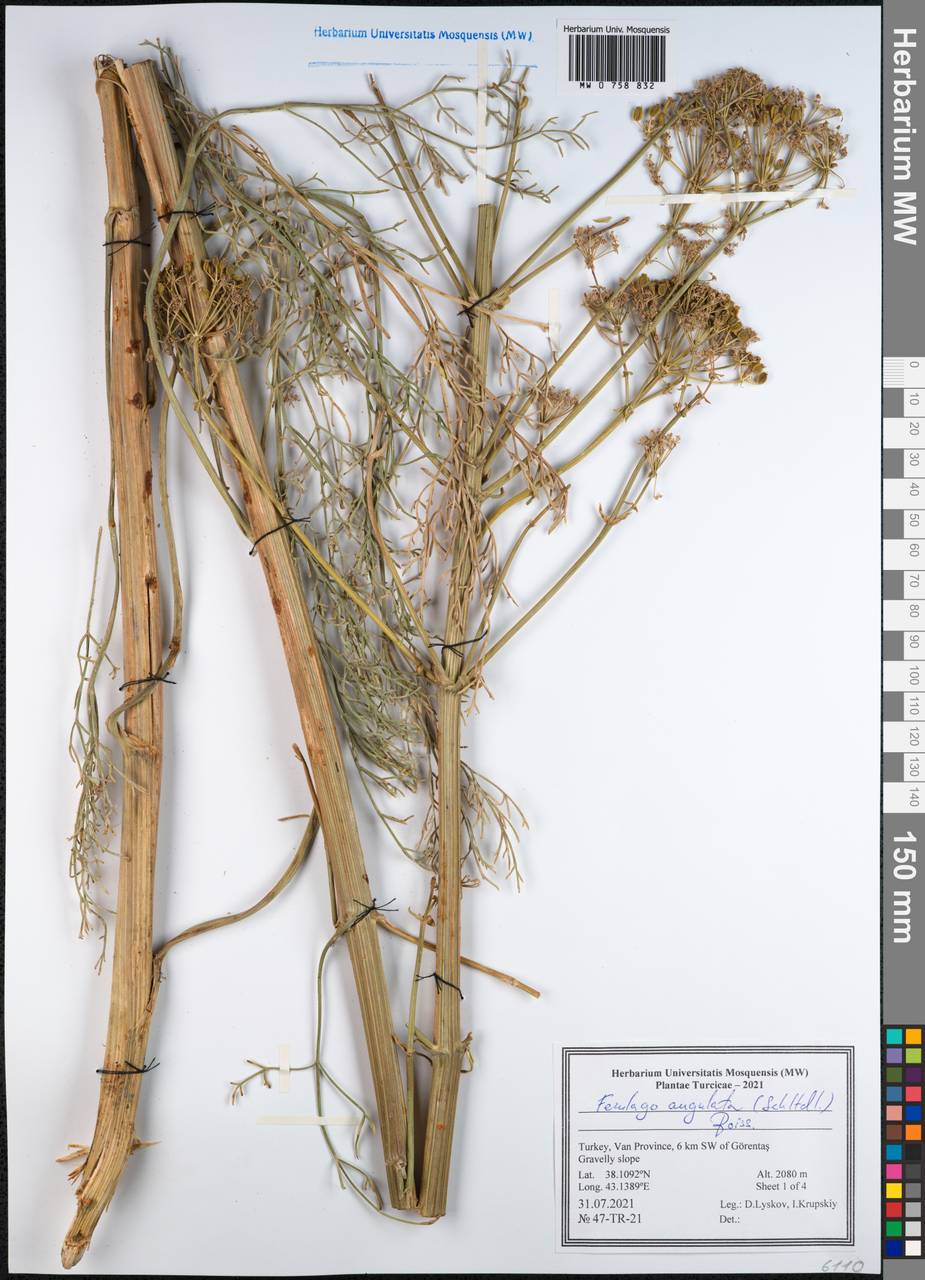 Ferulago angulata (Schltdl.) Boiss., Зарубежная Азия (ASIA) (Турция)