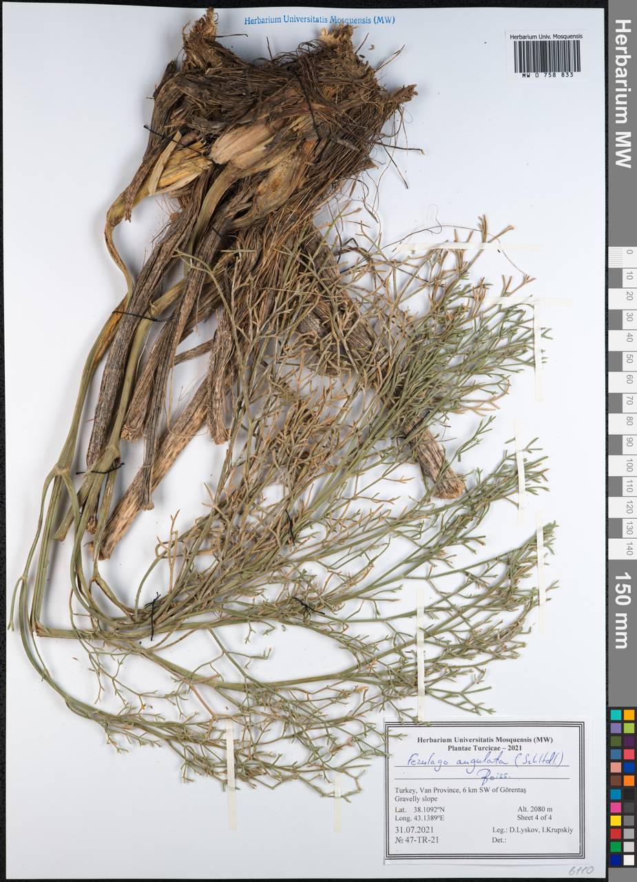 Ferulago angulata (Schltdl.) Boiss., Зарубежная Азия (ASIA) (Турция)