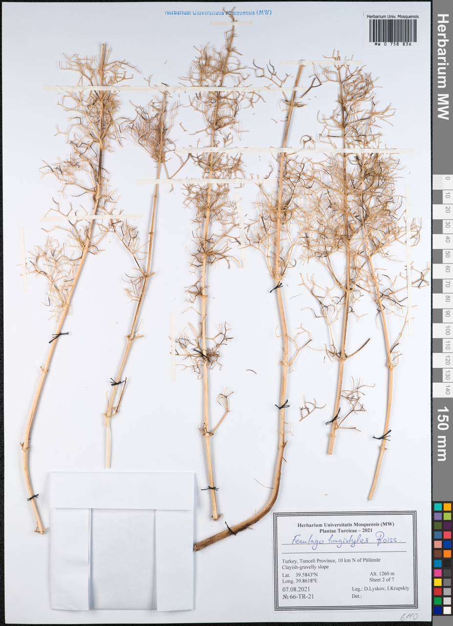 Prangos longistylis (Boiss.) Pimenov & Kljuykov, Зарубежная Азия (ASIA) (Турция)