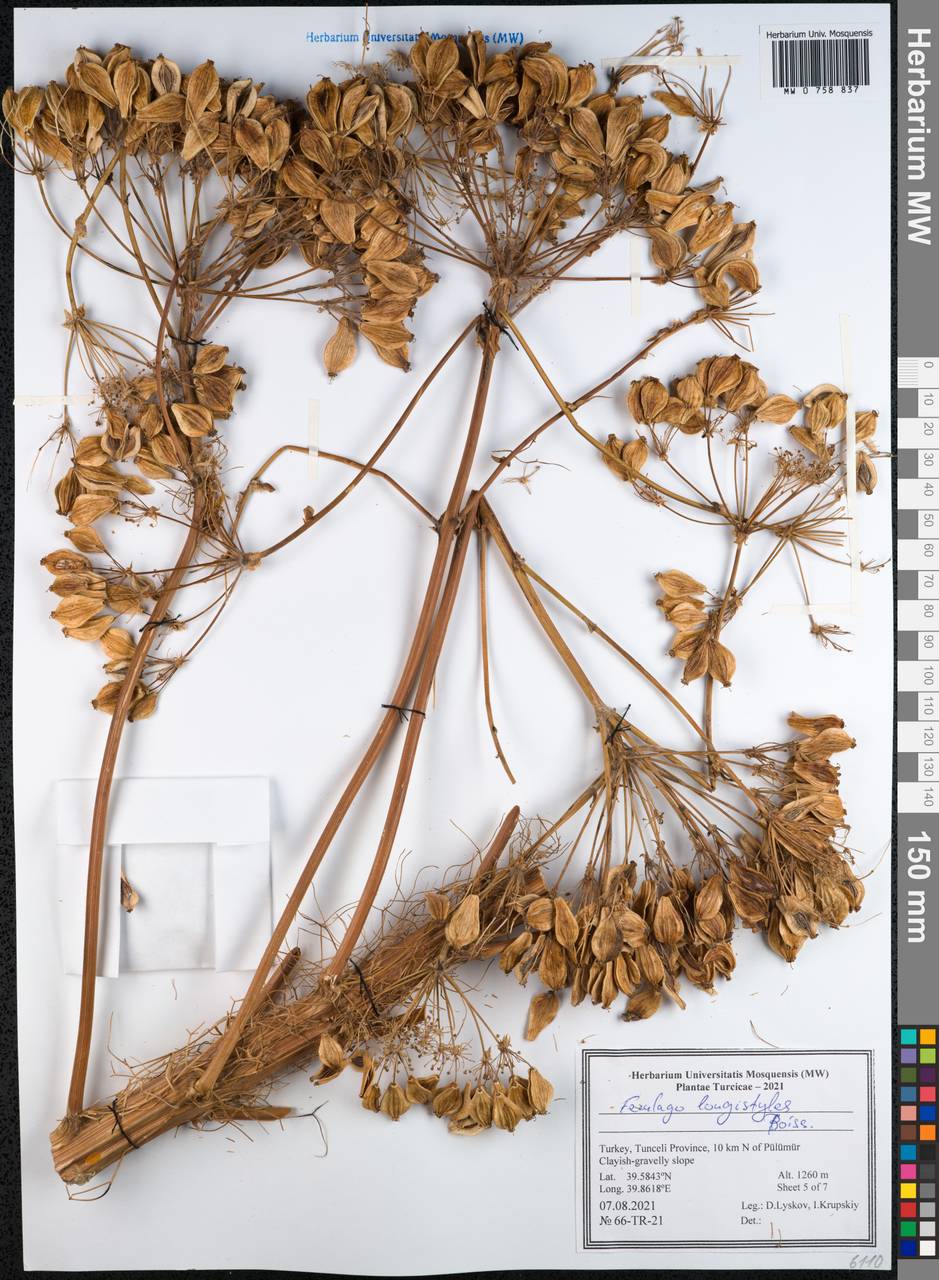 Prangos longistylis (Boiss.) Pimenov & Kljuykov, Зарубежная Азия (ASIA) (Турция)