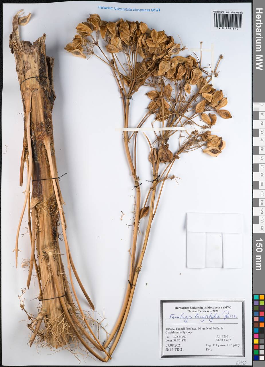 Prangos longistylis (Boiss.) Pimenov & Kljuykov, Зарубежная Азия (ASIA) (Турция)