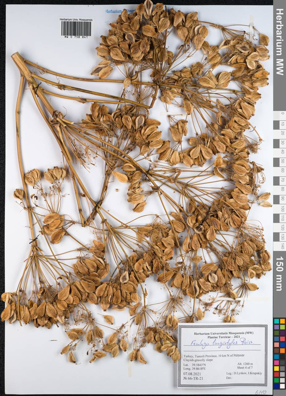 Prangos longistylis (Boiss.) Pimenov & Kljuykov, Зарубежная Азия (ASIA) (Турция)