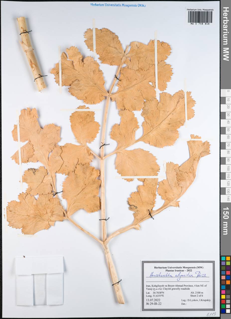 Haussknechtia elymaitica Boiss., Зарубежная Азия (ASIA) (Иран)