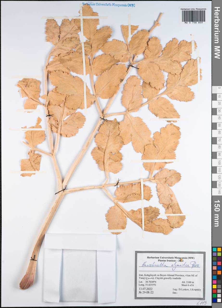 Haussknechtia elymaitica Boiss., Зарубежная Азия (ASIA) (Иран)