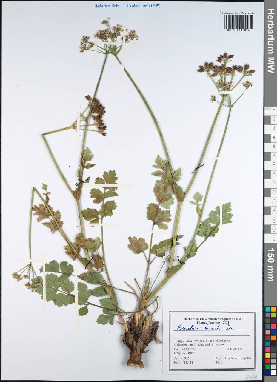 Heracleum humile Sm., Зарубежная Азия (ASIA) (Турция)