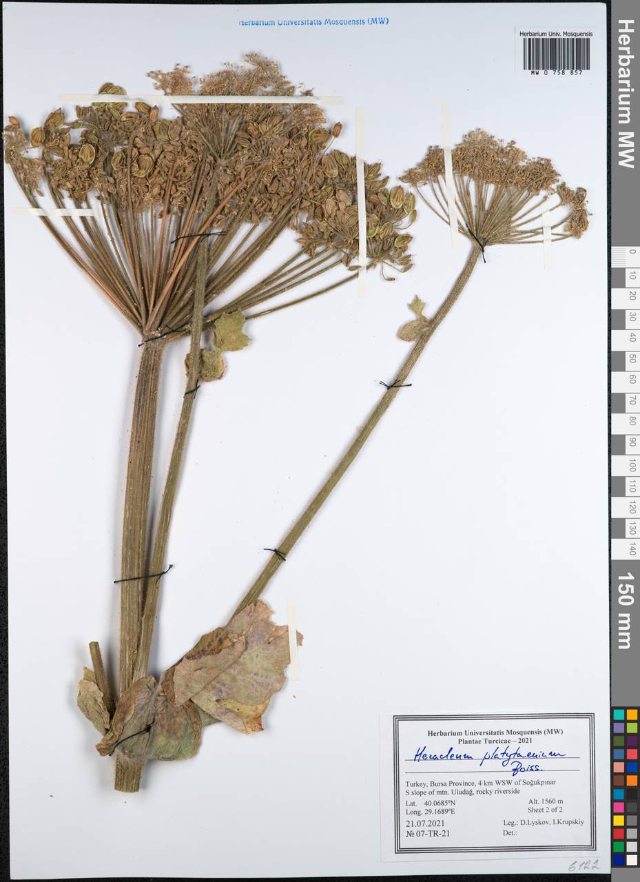 Heracleum platytaenium Boiss., Зарубежная Азия (ASIA) (Турция)