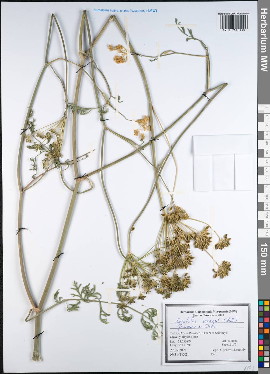 Leiotulus secacul (Mill.) Pimenov & Ostr., Зарубежная Азия (ASIA) (Турция)