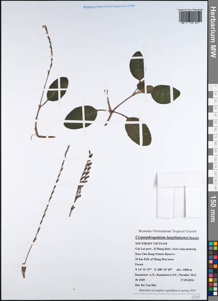 Gymnostachyum langbianense Benoist, Зарубежная Азия (ASIA) (Вьетнам)