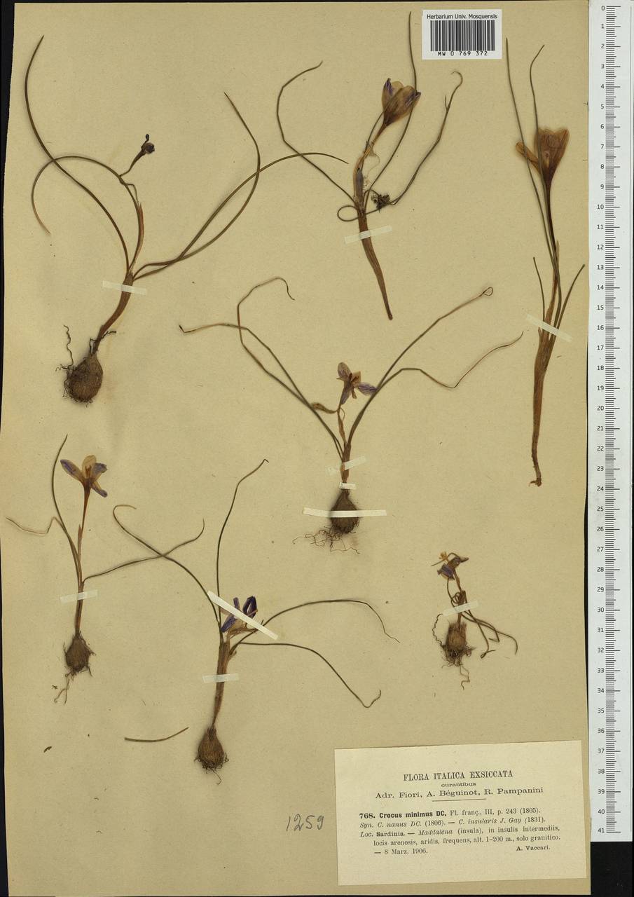 Crocus minimus Redouté, Западная Европа (EUR) (Италия)