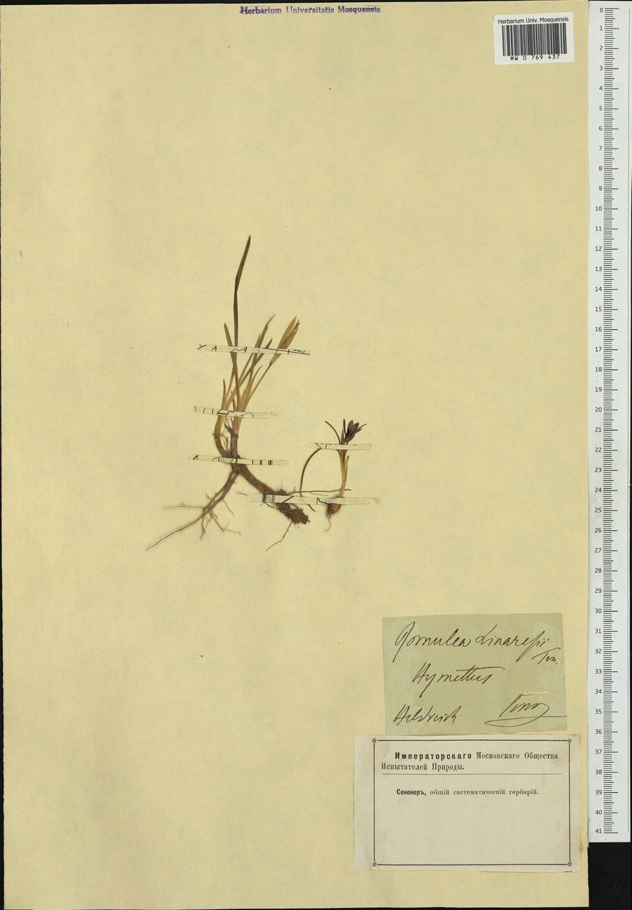 Romulea linaresii Parl., Западная Европа (EUR) (Неизвестно)