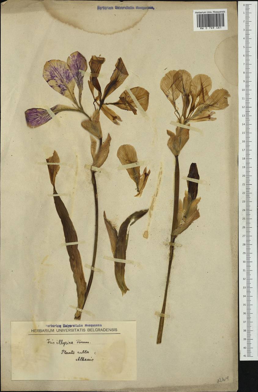 Iris pallida subsp. illyrica (Tomm. ex Vis.) K.Richt., Западная Европа (EUR) (Албания)