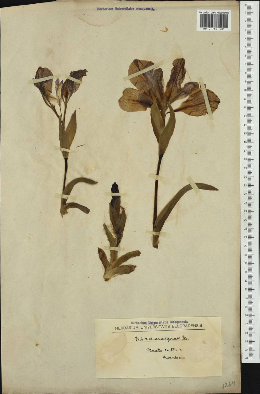 Iris suaveolens Boiss. & Reut., Западная Европа (EUR) (Северная Македония)