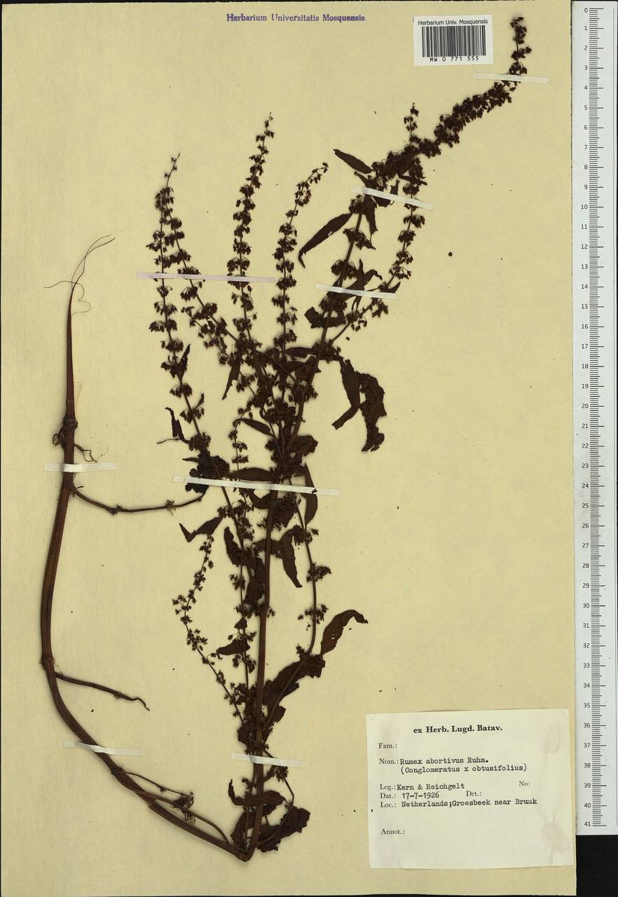 Rumex ×abortivus Ruhmer, Западная Европа (EUR) (Нидерланды)