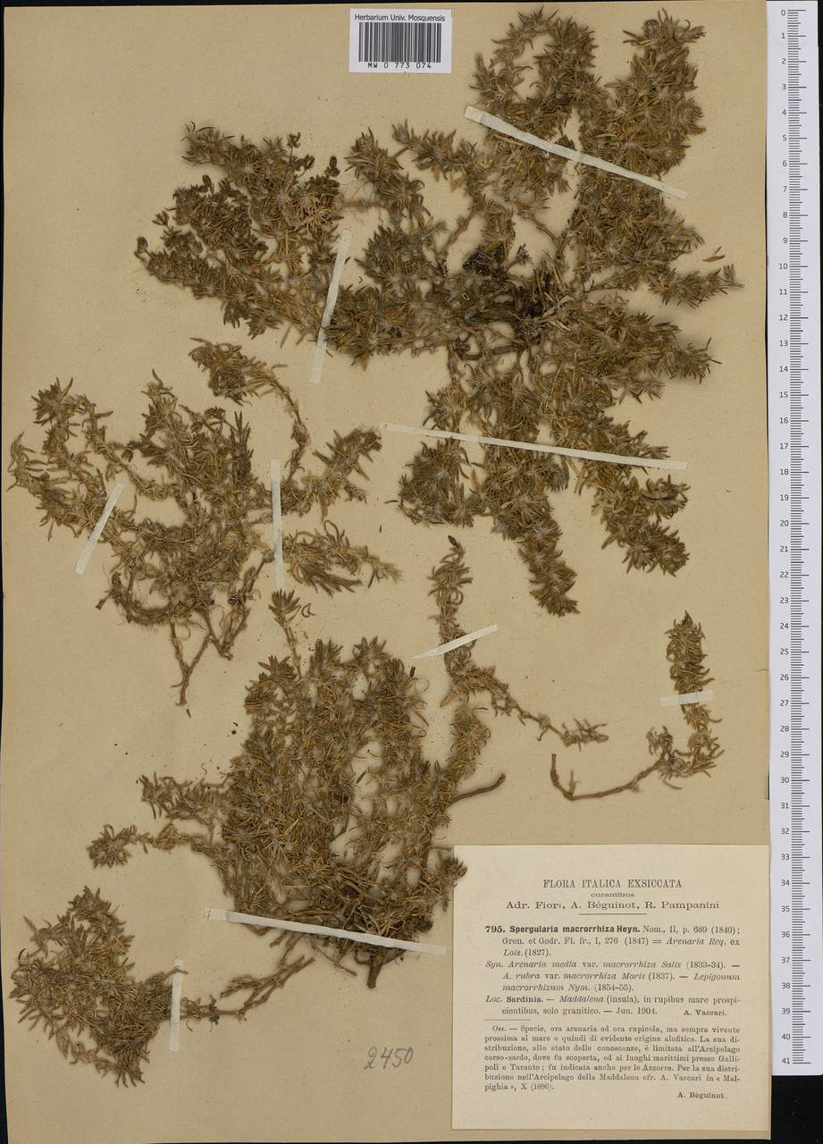 Spergularia macrorrhiza (Req. ex Loisel.) Heynh., Западная Европа (EUR) (Италия)