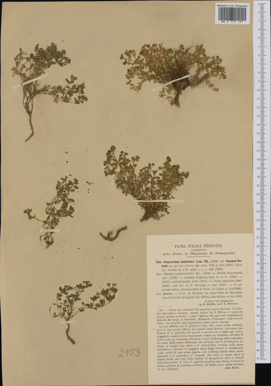 Polycarpon tetraphyllum subsp. polycarpoides (Biv.) Iamonico, Западная Европа (EUR) (Италия)