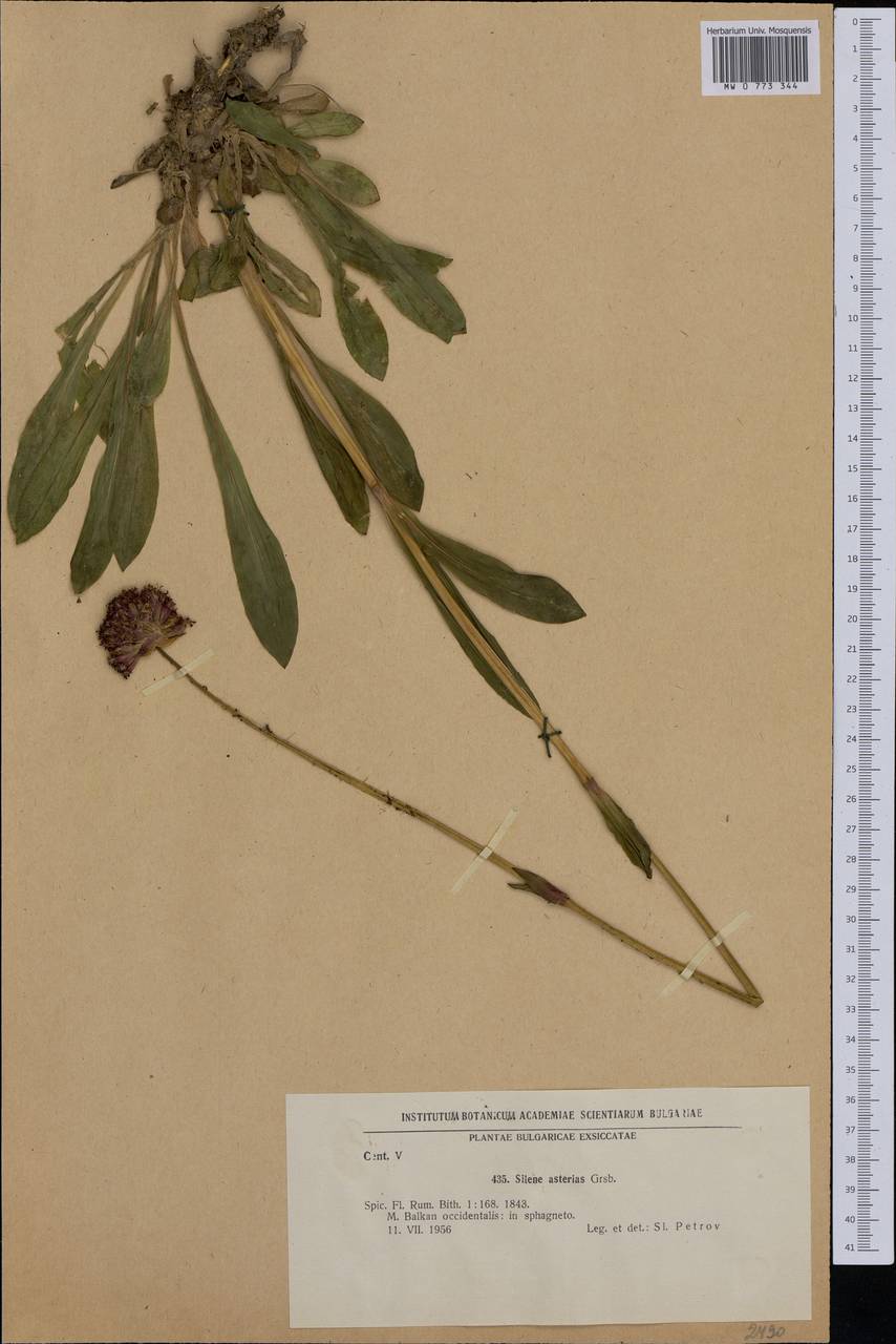 Viscaria asterias (Griseb.) Frajman, Западная Европа (EUR) (Болгария)