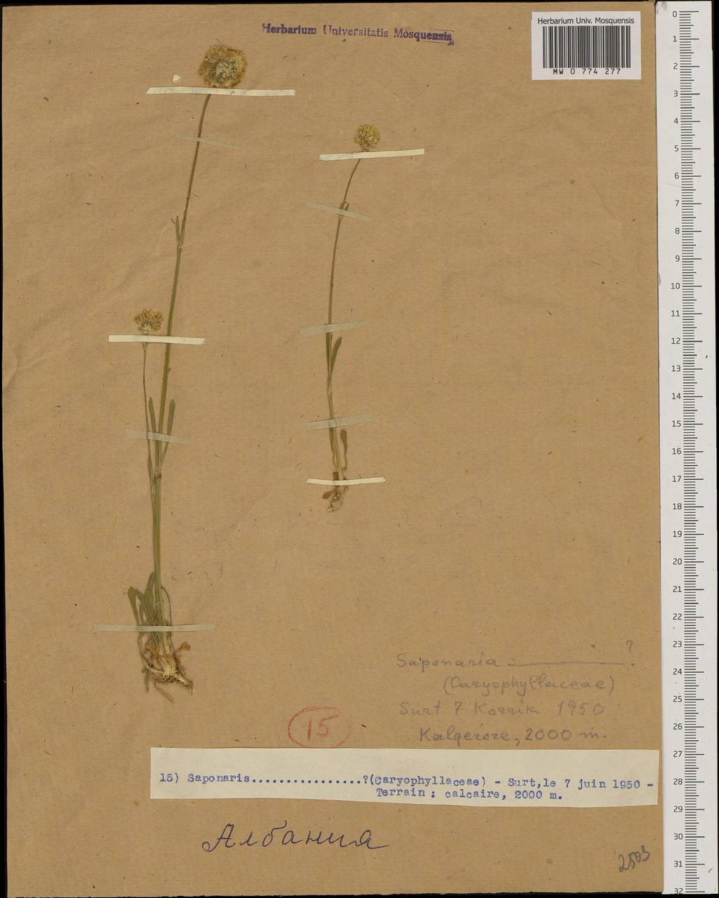 Мыльнянка, Западная Европа (EUR) (Албания)