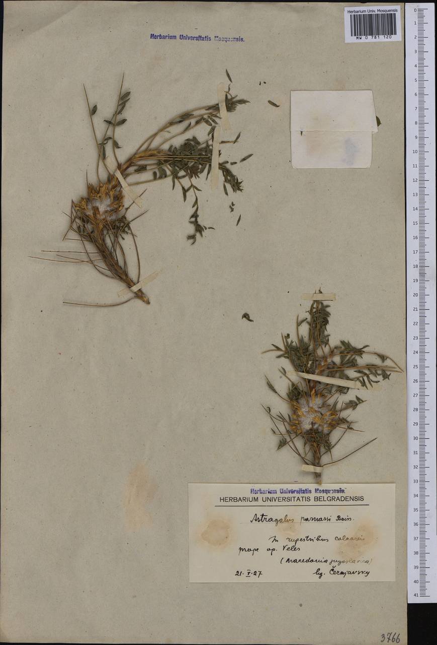 Astragalus parnassi subsp. parnassi, Западная Европа (EUR) (Северная Македония)