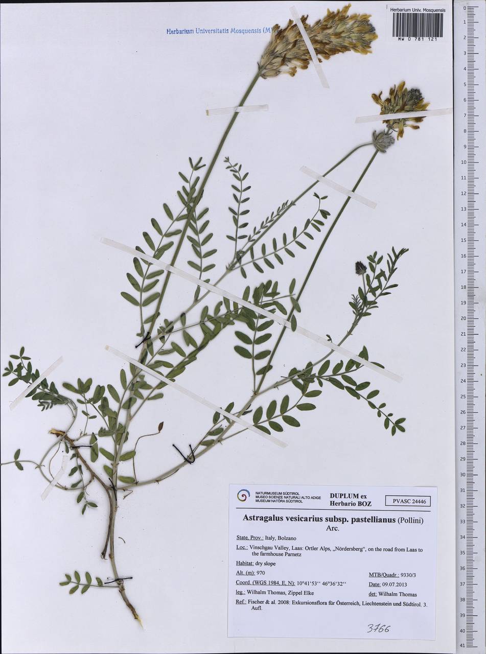 Astragalus vesicarius subsp. pastellianus (Pollini) Arcangeli, Западная Европа (EUR) (Италия)