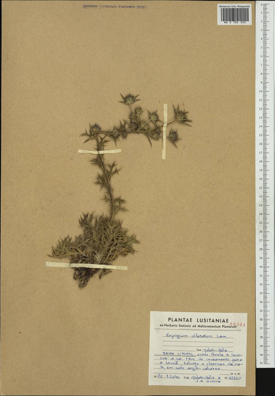 Eryngium dilatatum Lam., Западная Европа (EUR) (Португалия)