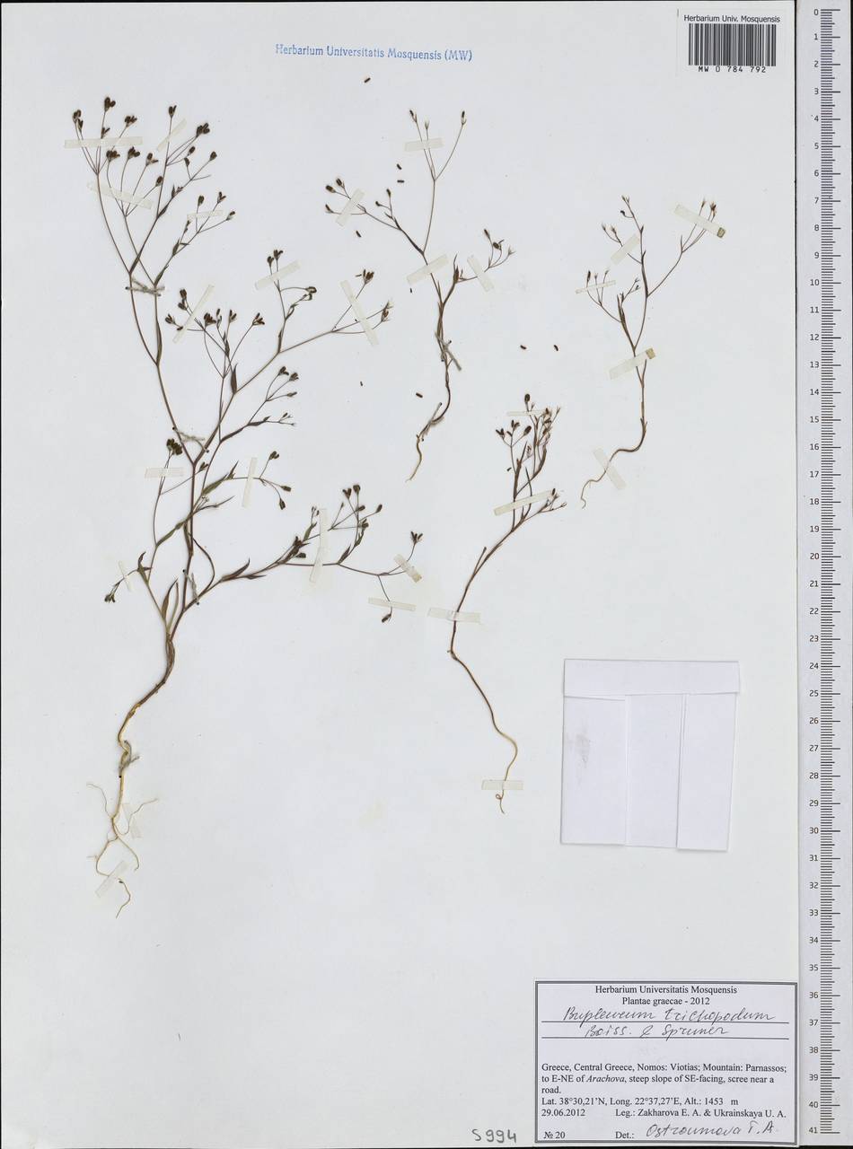 Bupleurum trichopodum Boiss. & Spruner, Западная Европа (EUR) (Греция)