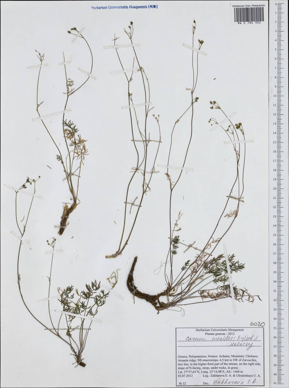 Carum meoides (Griseb.) Halácsy, Западная Европа (EUR) (Греция)