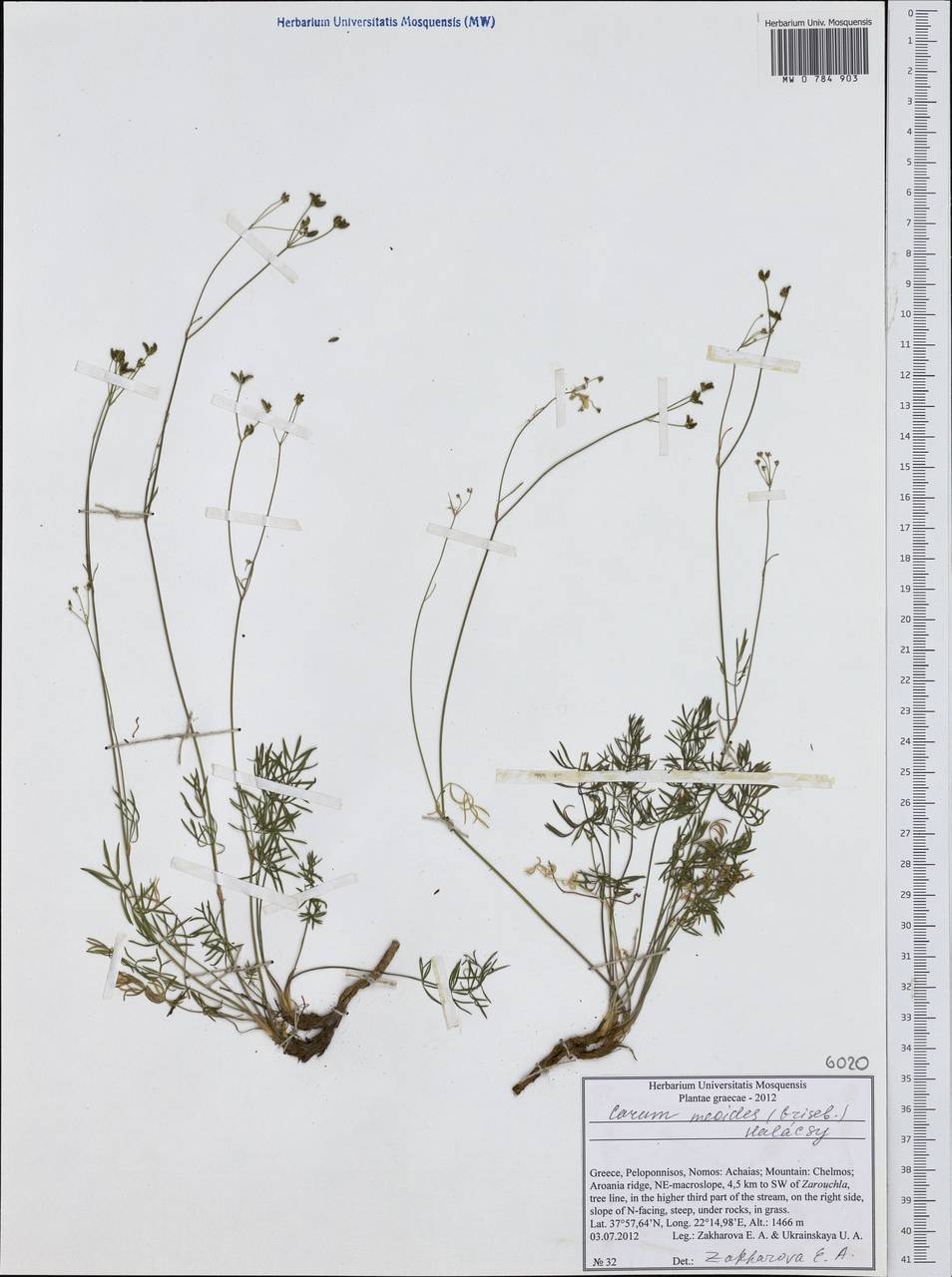 Carum meoides (Griseb.) Halácsy, Западная Европа (EUR) (Греция)