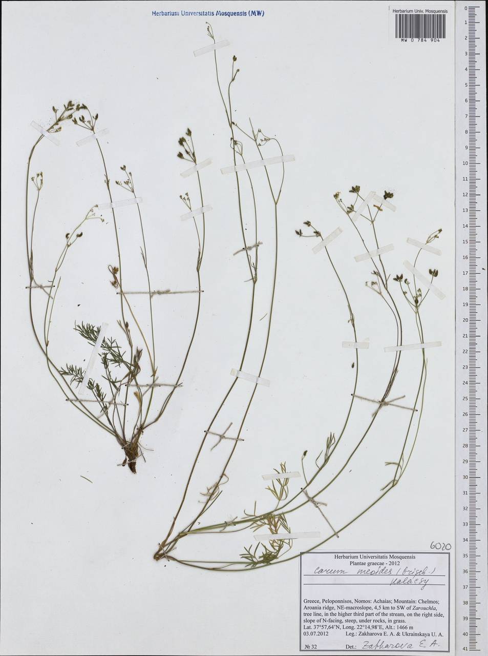 Carum meoides (Griseb.) Halácsy, Западная Европа (EUR) (Греция)