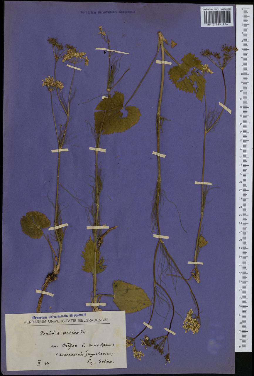 Pimpinella serbica (Vis.) Benth. & Hook. fil. ex Drude, Западная Европа (EUR) (Северная Македония)