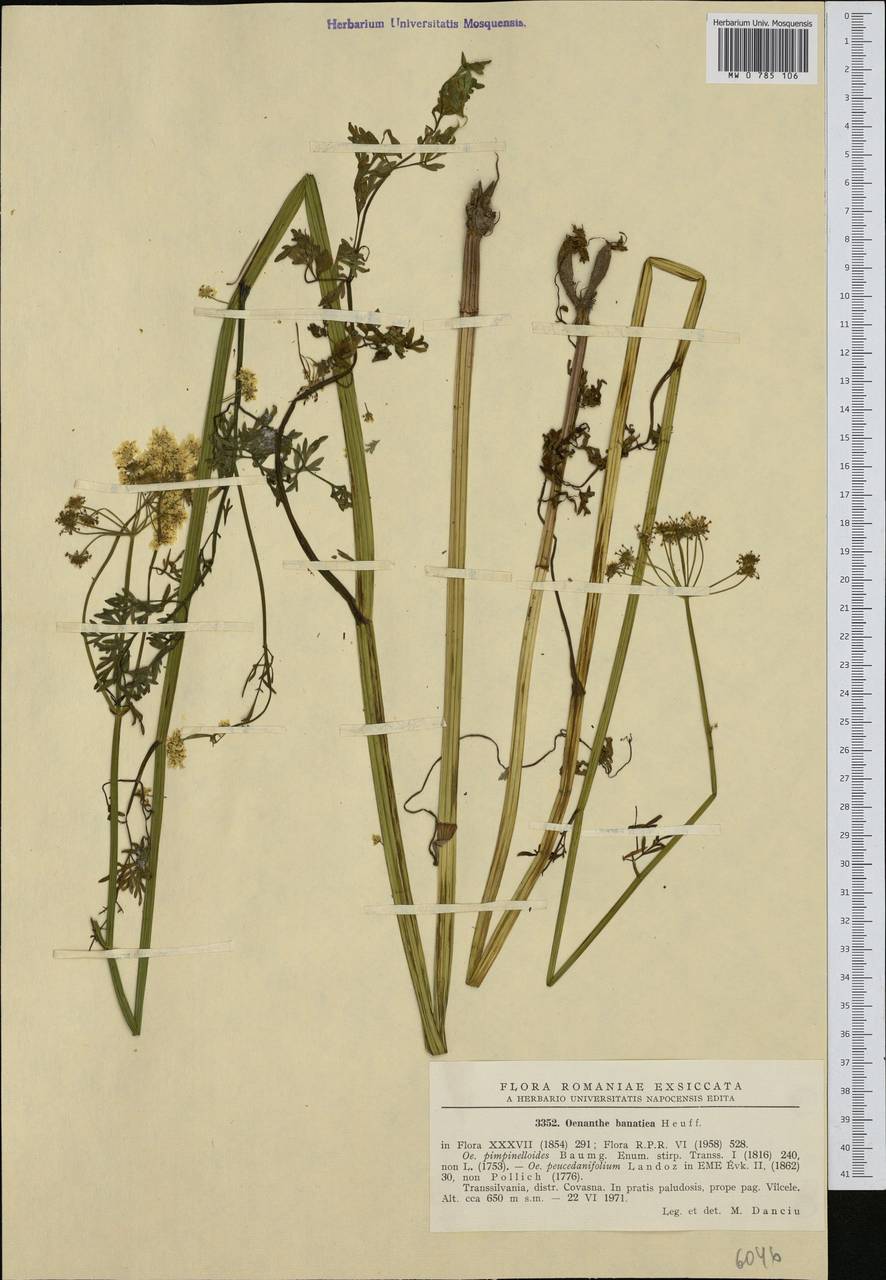 Омежник банатский Heuff., Западная Европа (EUR) (Румыния)