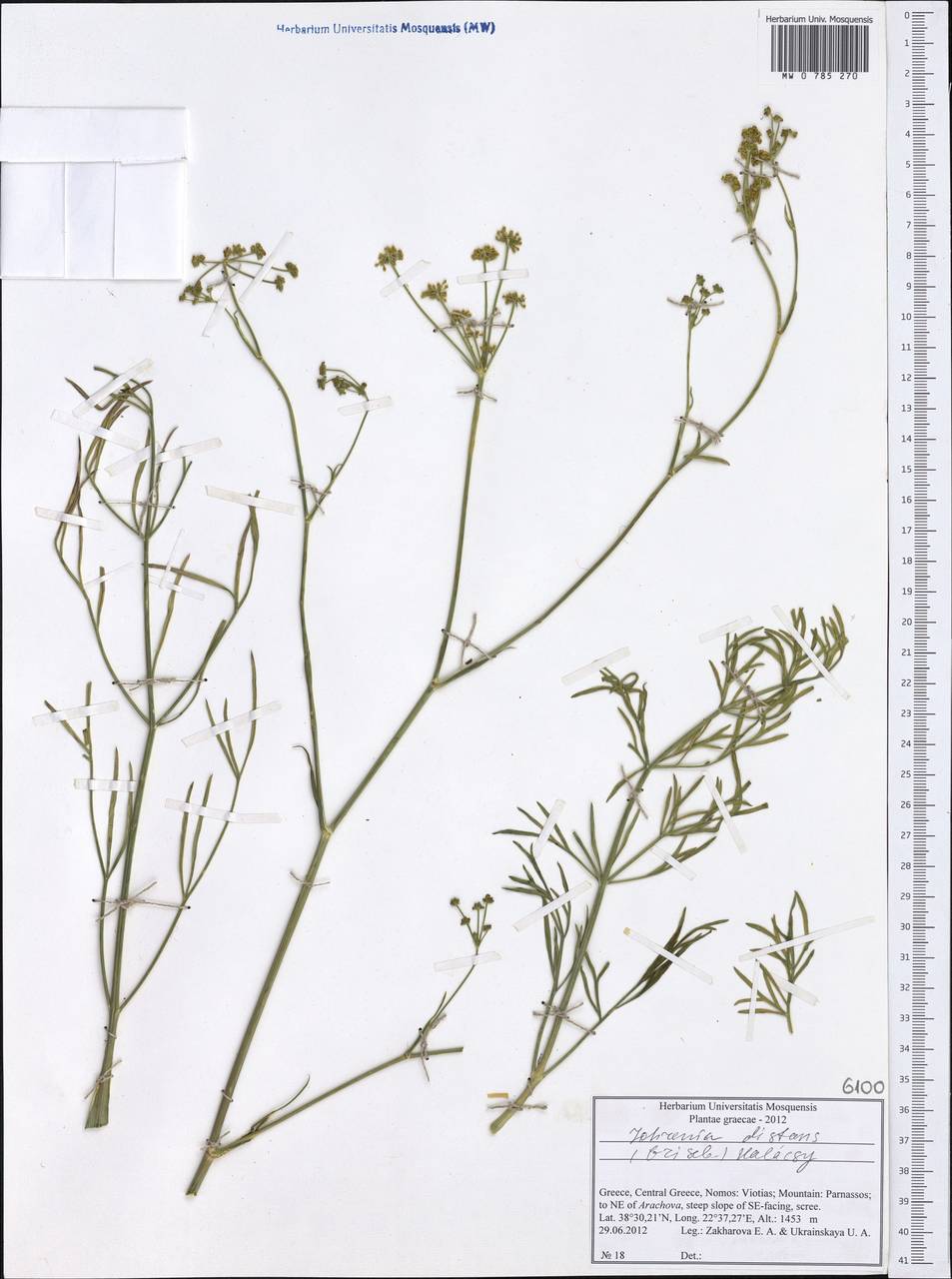 Johrenia distans (Griseb.) Halácsy, Западная Европа (EUR) (Греция)