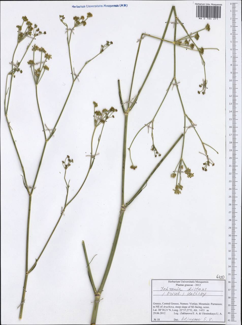 Johrenia distans (Griseb.) Halácsy, Западная Европа (EUR) (Греция)