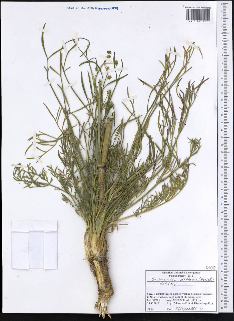 Johrenia distans (Griseb.) Halácsy, Западная Европа (EUR) (Греция)