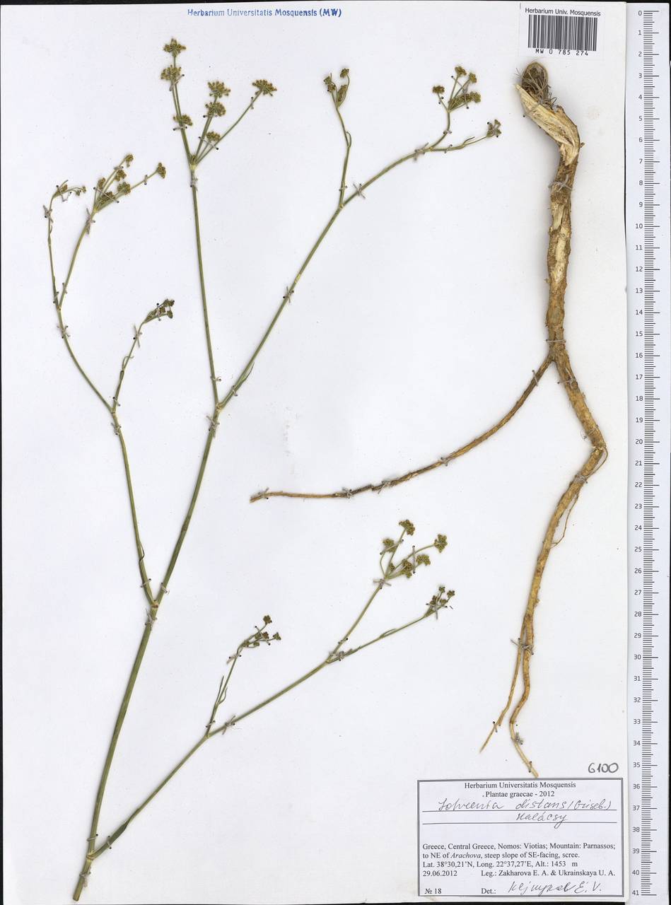 Johrenia distans (Griseb.) Halácsy, Западная Европа (EUR) (Греция)