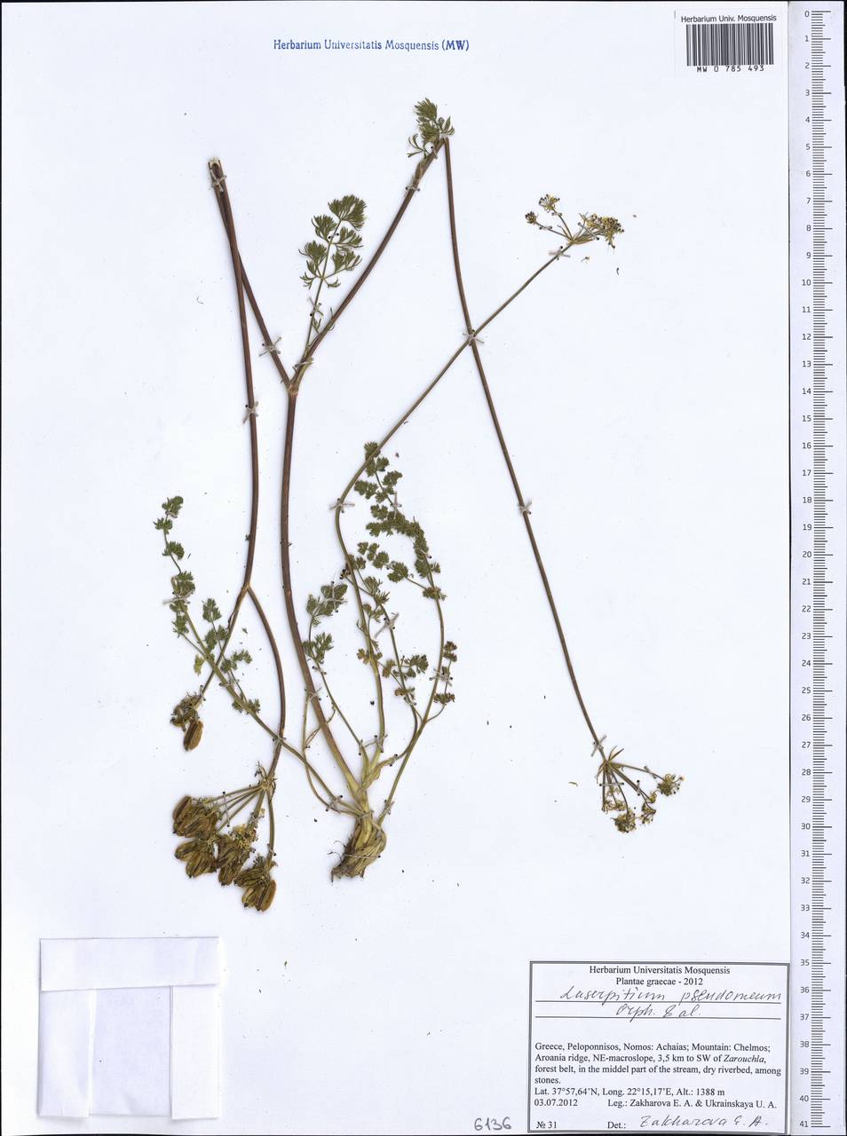 Laserocarpum pseudomeum (Orph., Heldr. & Sartori ex Boiss.) Spalik, Wojew., Constantin. & S. R. Downie, Западная Европа (EUR) (Греция)