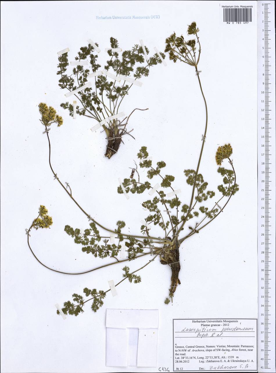 Laserocarpum pseudomeum (Orph., Heldr. & Sartori ex Boiss.) Spalik, Wojew., Constantin. & S. R. Downie, Западная Европа (EUR) (Греция)