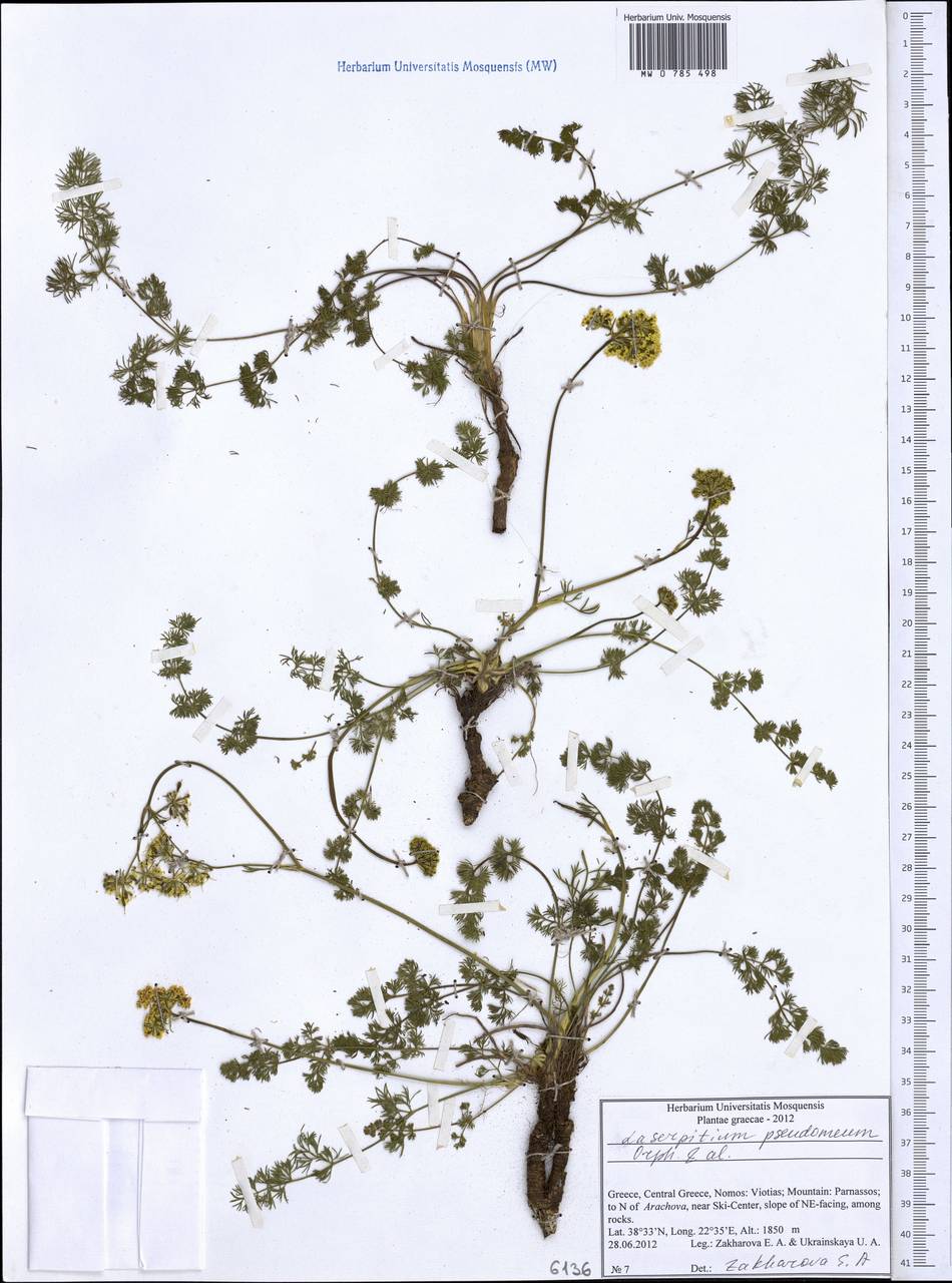 Laserocarpum pseudomeum (Orph., Heldr. & Sartori ex Boiss.) Spalik, Wojew., Constantin. & S. R. Downie, Западная Европа (EUR) (Греция)