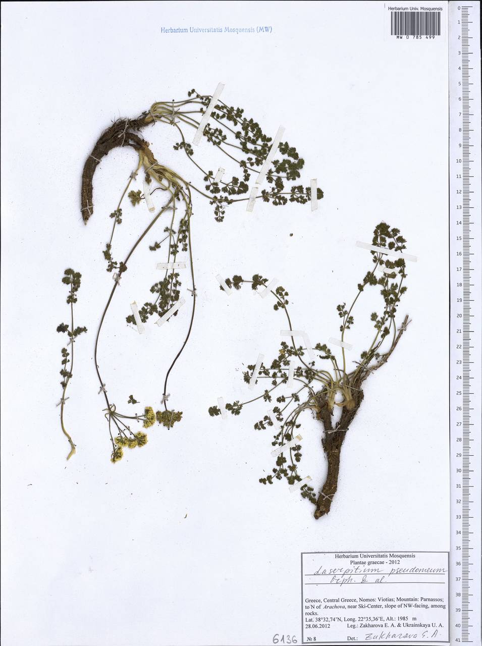 Laserocarpum pseudomeum (Orph., Heldr. & Sartori ex Boiss.) Spalik, Wojew., Constantin. & S. R. Downie, Западная Европа (EUR) (Греция)