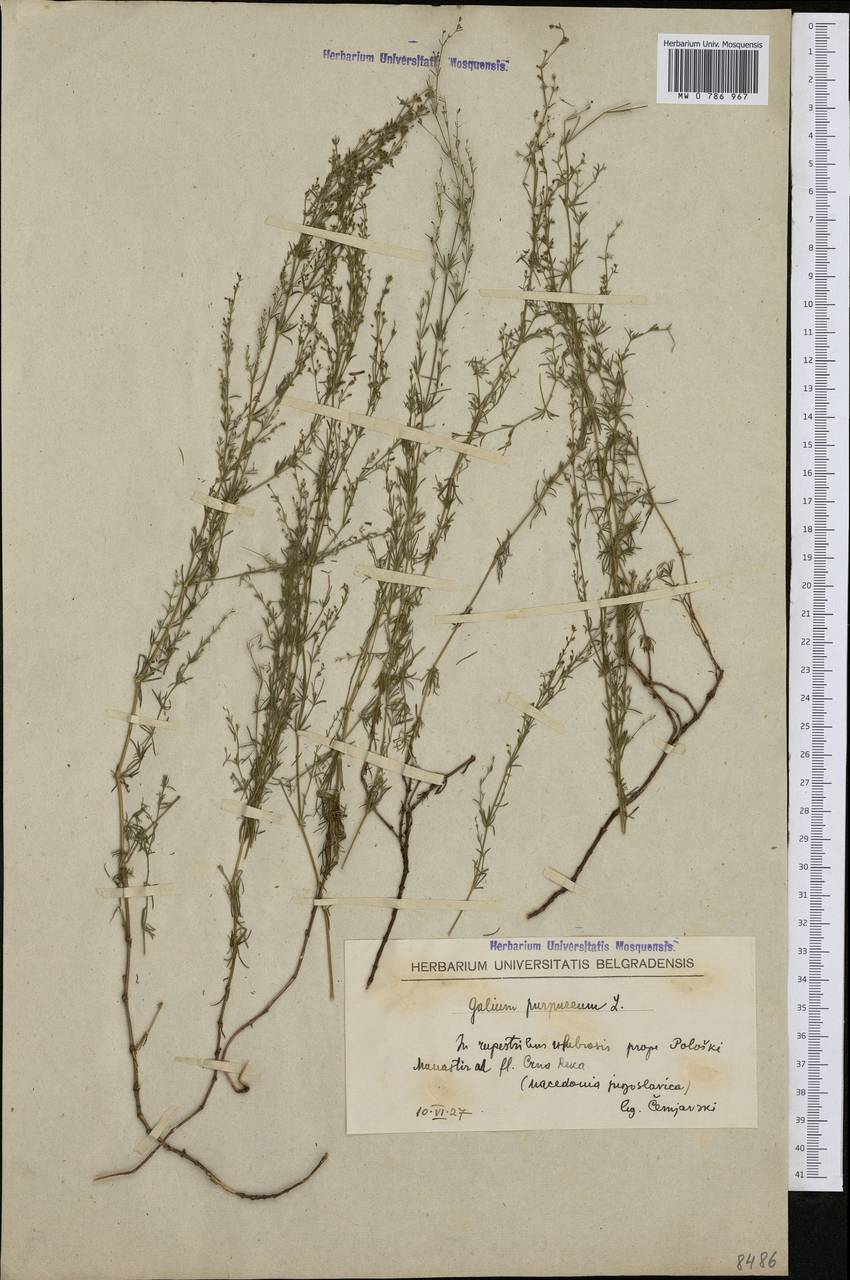 Thliphthisa purpurea subsp. purpurea, Западная Европа (EUR) (Северная Македония)