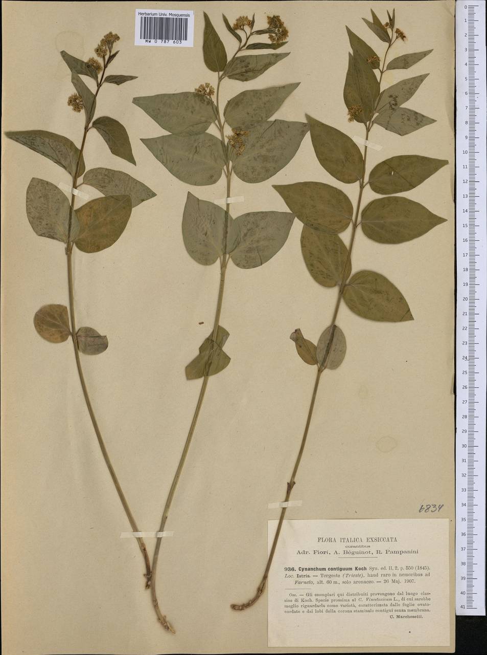 Vincetoxicum hirundinaria subsp. contiguum (W. D. J. Koch) Markgr., Западная Европа (EUR) (Италия)