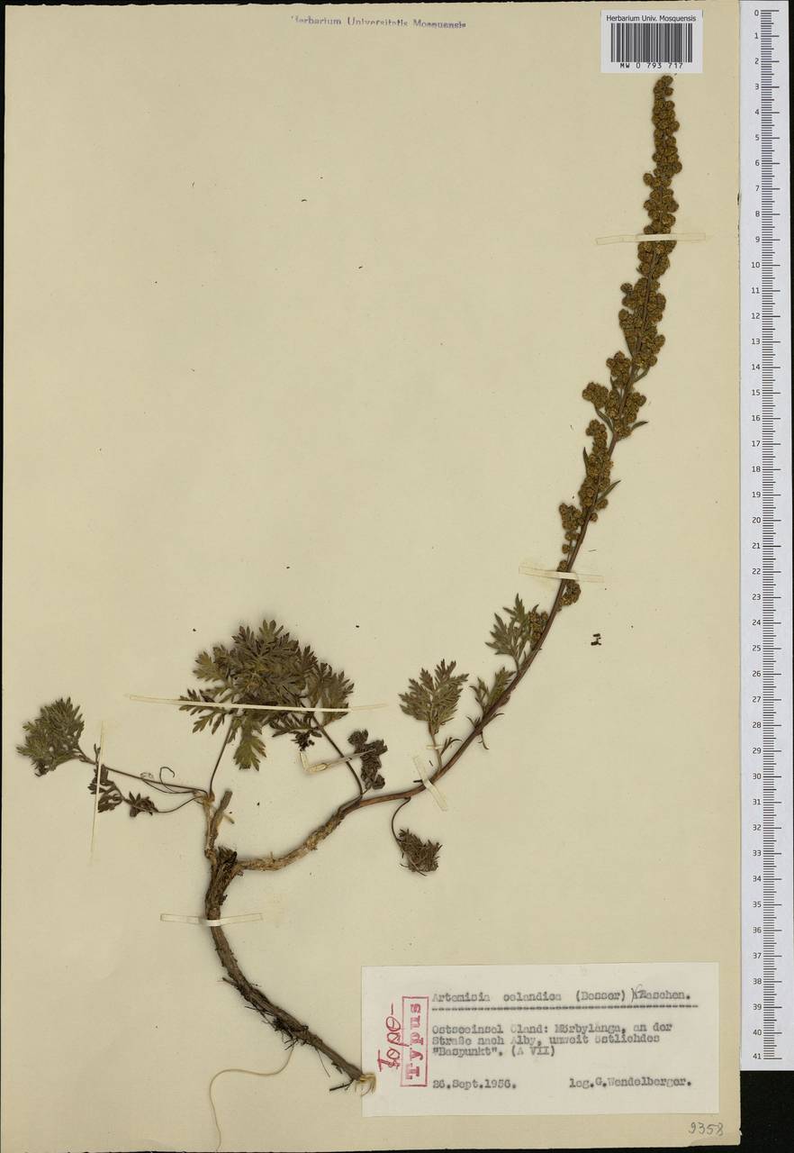 Artemisia oelandica (Besser) Kom., Западная Европа (EUR) (Швеция)