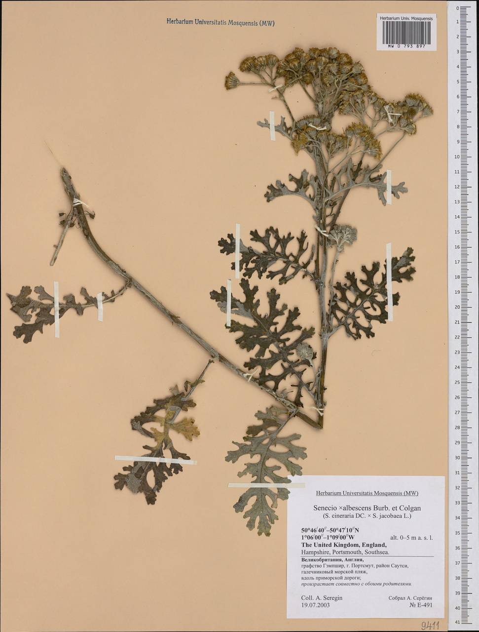 Dendrosenecio adnivalis subsp. friesiorum (Mildbr.) E. B. Knox, Западная Европа (EUR) (Великобритания)